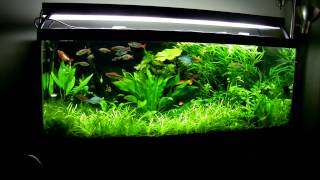 75 Gallon Planted Aquarium March 2013 [upl. by Atneuqal]