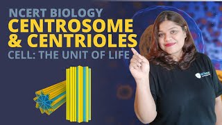 Centrosome and centrioles  Cell  Class 11 Biology [upl. by Ahsiniuq]