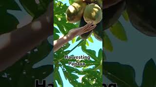 Harvesting papaya at home beats papayatree papayafruit picking plants [upl. by Rosanna]