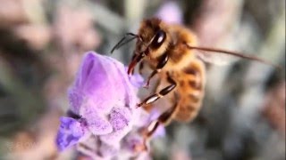 How bees turn nectar into honey [upl. by Nils]