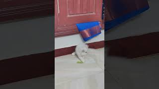 Cat Lover cat catlover cats catvideos catvideo catshorts catfunny [upl. by Turrell504]