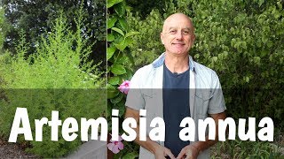 Armoise annuelle Artemisia annua  malaria et cancer [upl. by Suzann]