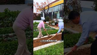 I changed to adding organic fertilizer to overwintering vegetables MySmallVegetableGarden garden [upl. by Plumbo]