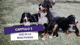 Hablando de perros Capitulo 3 Que es la Reactividad [upl. by Neeloj]