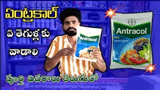 Bayer Antracol Contact Fungicide use in teluguPropineb 70wpZink Difenceny ControlRythu Manishi [upl. by Nareht]