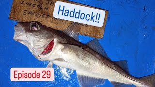 Fishing The Humber Wall  Haddock  Episode 29 [upl. by Palecek]