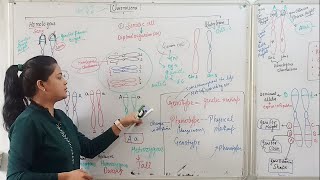 CHROMOSOME Homologous And Heterologous [upl. by Rist33]