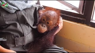 Baby Orangutans Receiving Their Regular Health CheckUps [upl. by Duyne588]