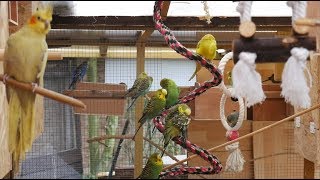 Over 3 Hours of Budgies and Cockatiels Talking Singing and Playing in their Aviary [upl. by Rora]