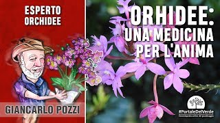 Orchidee una medicina per lanima [upl. by Alliw843]