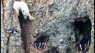 Un ours polaire affamé risque sa vie   ZAPPING SAUVAGE [upl. by Enilecram]