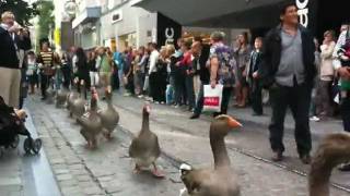 Geese Parade in Belgium [upl. by Essirahc]