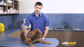 Treating Fleas amp Heartworm  Vetwest Animal Hospitals [upl. by Sesilu]