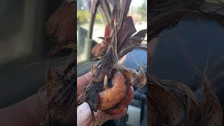 Corm example on Crocosmia Lucifer gardening landscaper garden perennials corms redseal [upl. by Kursh]