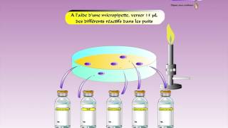 Principe douchterlony immunodiffusion sur gel [upl. by Osmen]