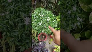 Mere jaisa Jada se jyada free ka plant banaye 🌱🏡 Mukta vlog 🏡🏡 [upl. by Giuliana353]