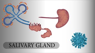 salivary glands anatomyphysiologyhistologypathologymicropharma شرح الغدد اللعابية [upl. by Puduns439]