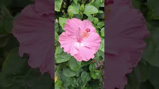 Beautiful Pink Gumamela 🌺 Habiscus flower gumamela habiscus shorts ytshorts shortvideo viral [upl. by Lat318]