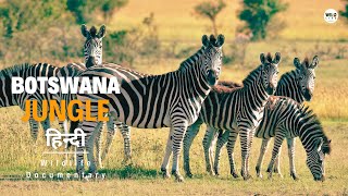 Botswana Jungle Africa 2️⃣  हिन्दी डॉक्यूमेंट्री  Wild animals documentary in Hindi [upl. by Rodney]