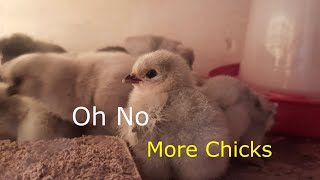 Alans Allotment More Baby Chicks So adorable come take a look [upl. by Eikcaj904]