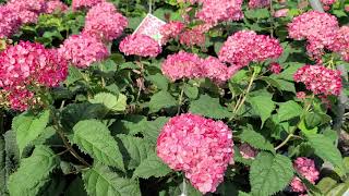 Hydrangea Invincibelle Ruby® Smooth HydrangeaSuperb👍Proven Winners® Intro LARGE Rubyred Blooms [upl. by Arraes]