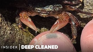 How Crabs Clean Dead Skin From Toes  Deep Cleaned  Insider [upl. by Nylesoj881]