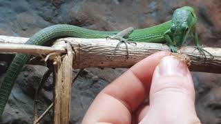 green bellied keel lizards feeding [upl. by Sixla]