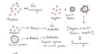 Haptens and Adjuvants  Bio science [upl. by Eerok497]