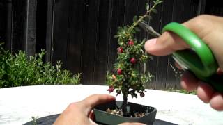 Making of a Cotoneaster Bonsai Part 1 Intro and Prunning [upl. by Prichard]