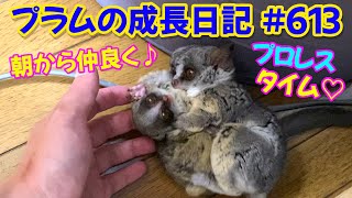 Bushbaby Plums Growth Diary ショウガラゴ プラムの成長日記 613 [upl. by Rehpotsyrhc404]