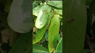 Tasar Hatched Larvae 🐛 tasar silkworm sericulture silk [upl. by Akram]