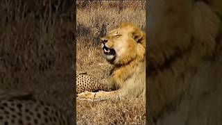 Lion Vs Cheetah Epic Showdown For Survival [upl. by Nedi]