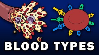 BLOOD TYPES  ABO and Rh Blood Group Systems [upl. by Enautna]