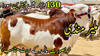 Malir Mandi Karachi Cattle Rates Update  26 March 2024  Cow Mandi 2024 [upl. by Ivens537]