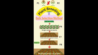 Bulk Method of Plant Breeding in 1 Minute youtubevideos agriculture botany plantbreeding notes [upl. by Tocci]