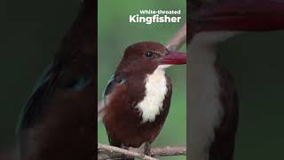 Whitethroated Kingfisher  Halcyon smyrnensis  Western Ghats  Nikon Z6III  180 600 zoom Lens [upl. by Knowling]