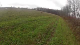 Weimaraner Pheasant Hunting [upl. by Merl]