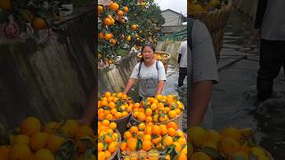 Fresh Beautiful Orange 🍊🍊 Fruit Harvest from Farm with Rural Farmer🤔 shorts satisfying [upl. by Eidorb]