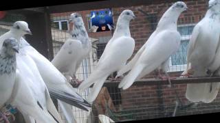 pakistani pigeons raja tasir 2011 amp 2012 [upl. by Nyladgam]