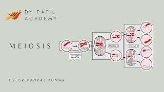 Meiosis [upl. by Nyrol]