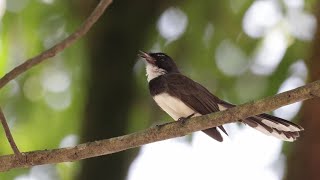 Malaysian Pied Fantail call sound [upl. by Uohk]