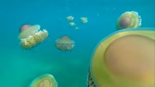 Halkidiki Greece Hotel Kaliali amp jellyfish relax [upl. by Ahsal198]