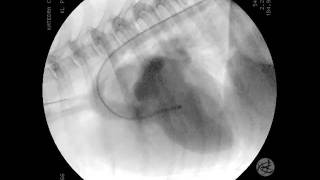 Severe mitral regurgitation in dog fluoroscopy wiev [upl. by Eidnas759]