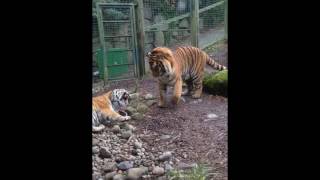 TIGER FIGHT IN DUBLIN ZOO [upl. by Sansone998]