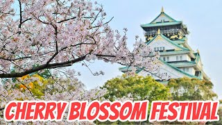 Cherry blossom festival  cherry blossom 2024  Japan [upl. by Itsrejk]