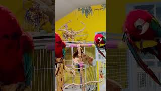 My 4 Macaw Parrots Talking loveyourparrot parrots bird [upl. by Ervin]