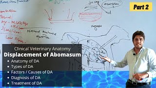 Displacement of Abomasum Part 23 [upl. by Lewap887]