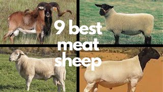 The 9 Best Sheep Breeds for Meat [upl. by Rida110]