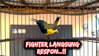 SOGON FIGHTER LANGSUNG RESPON DENGAR SUARA SOGON GACOR sogongacor sogon sogokontonggacor [upl. by Ecreip]