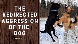 Dog behavior disorders  Aggressive dog The redirected aggression of the dog [upl. by Ynnohj]